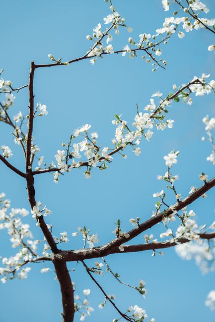 Aesthetic view of blooming branches with white flowers against a clear blue sky, capturing spring essence.