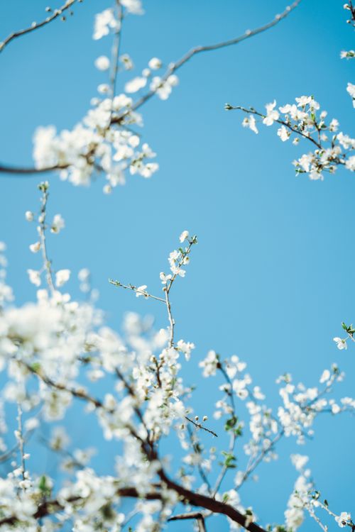 Free Beautiful cherry blossom branches against a clear blue sky, capturing the essence of spring. Stock Photo