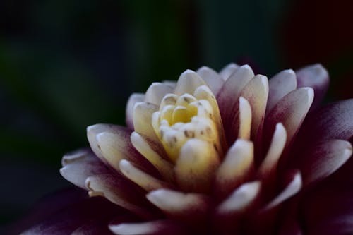 Immagine gratuita di fiore, fotografia, giardino