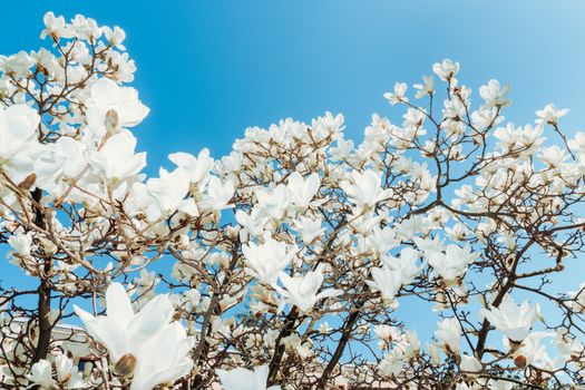 Stunning white magnolia flowers in full bloom under a clear blue sky, signaling the arrival of spring.