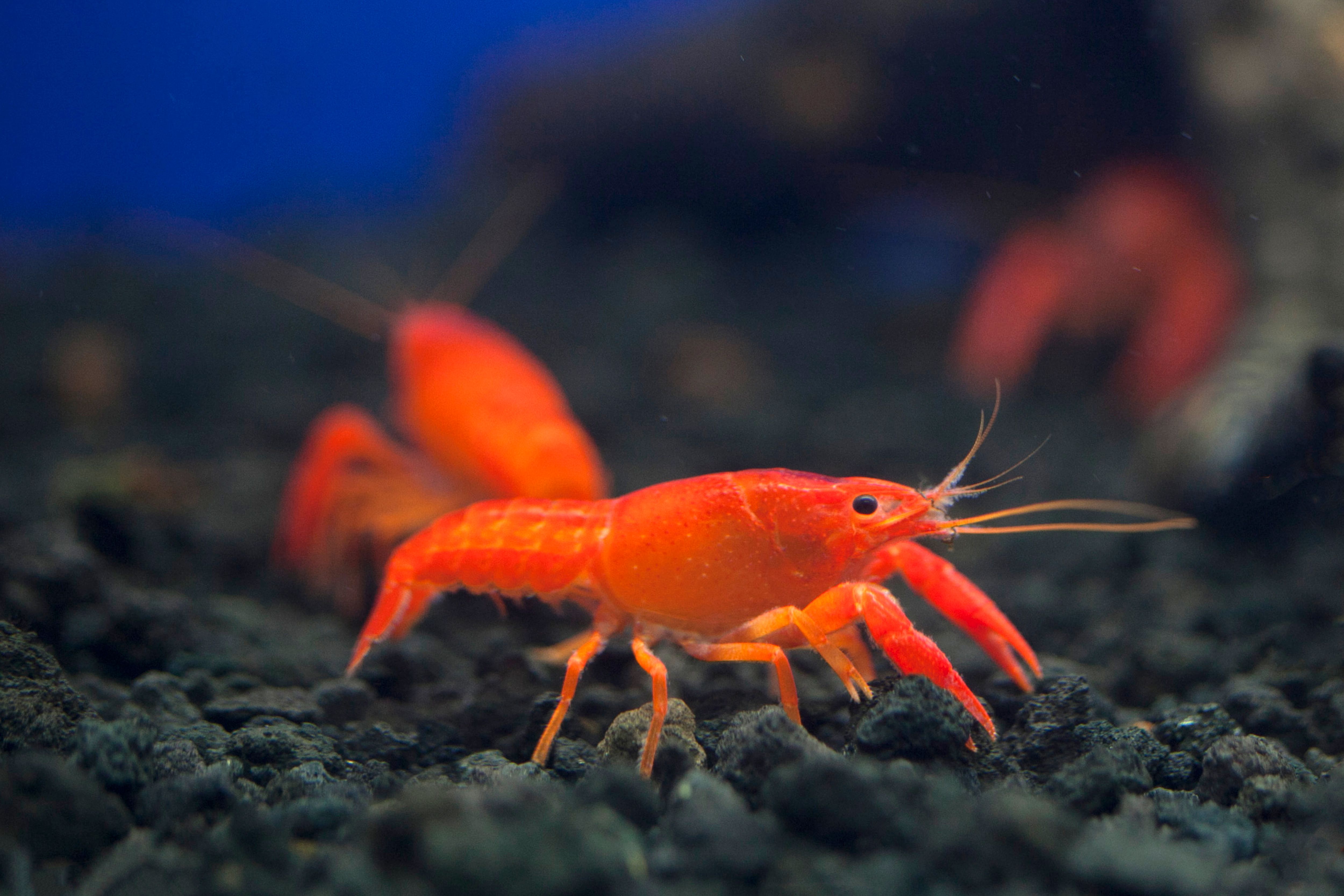 Close-up of Vibrant Red Crayfish Underwater · Free Stock Photo