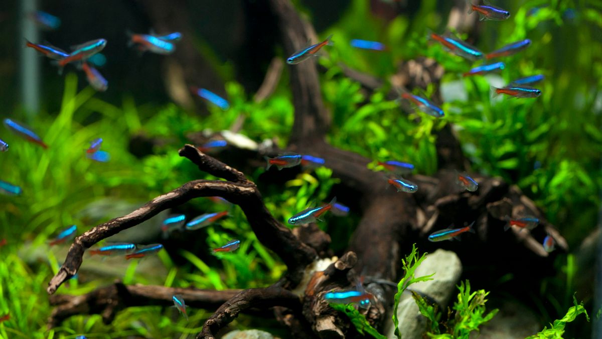 Neón tetra: cuidados, acuario y compatibilidad
