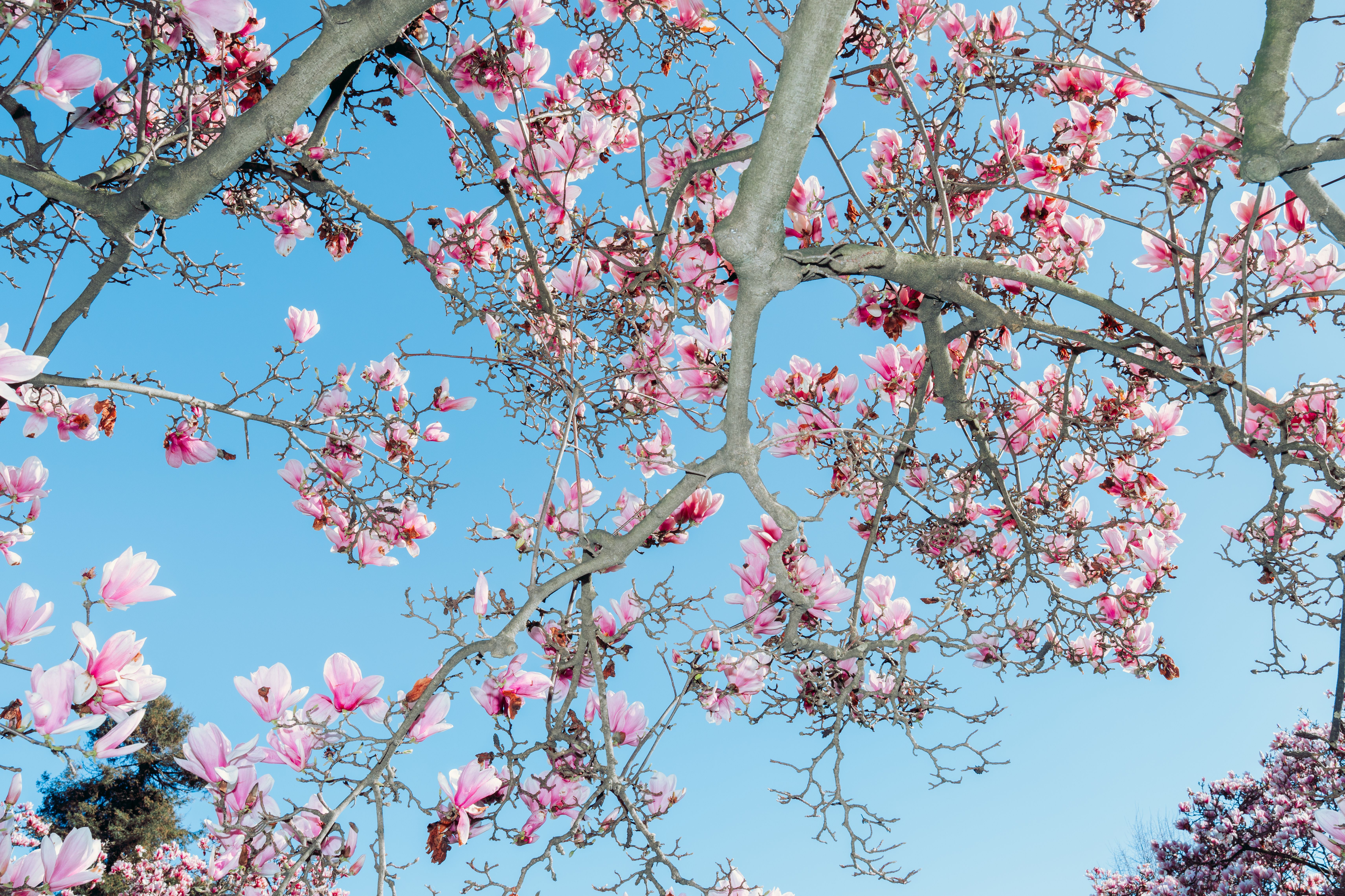 Magnolia Mental Health and Wellness Celina coming soon to Prosper, Celina border — Photo by Ahmed ؜ on Pexels