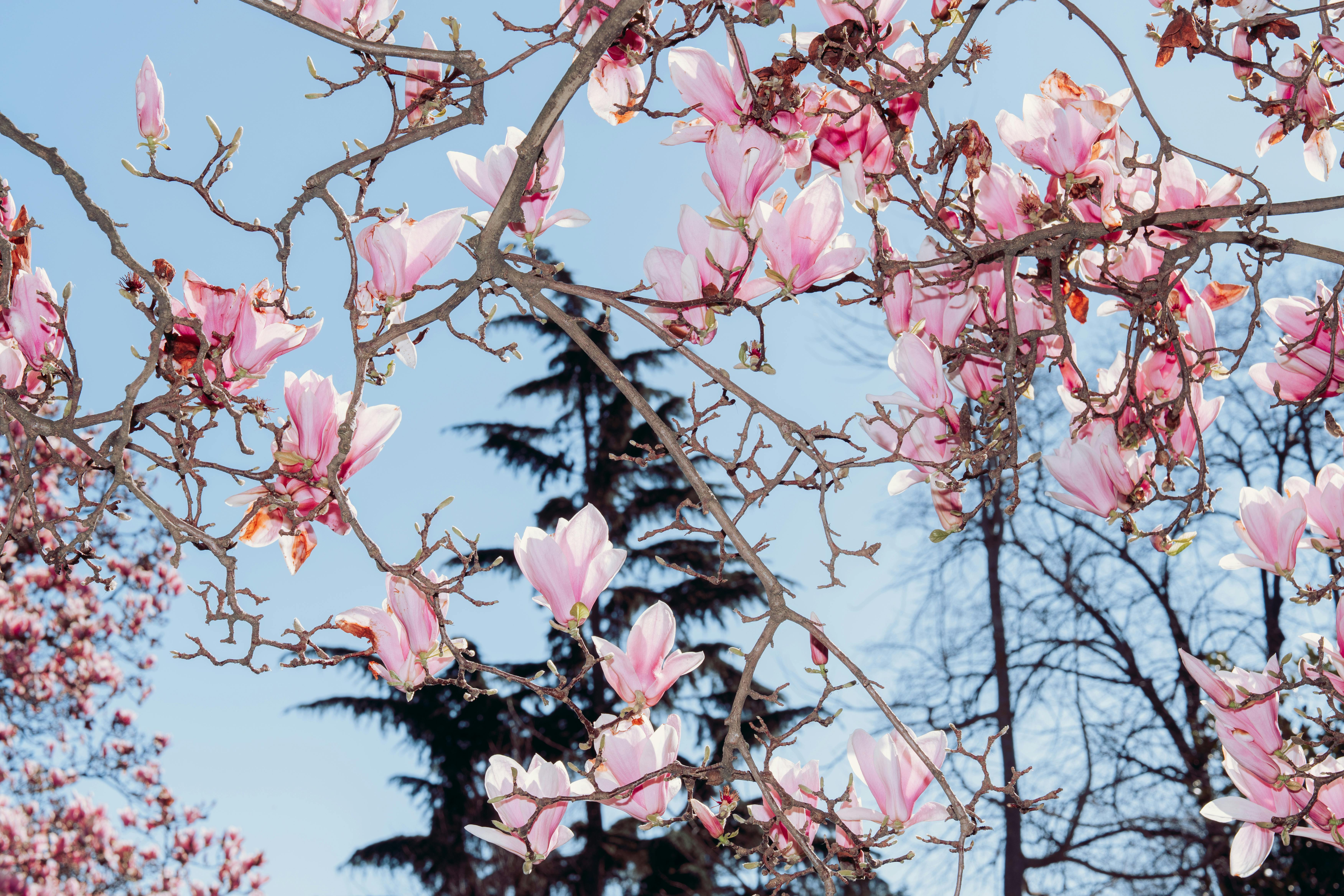 Magnolia’s AAA Hobbies To Close 2026 (Second Half). Iconic Hobby- Craft Emporium — Photo by Ahmed ؜ on Pexels