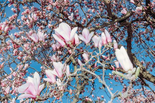 Free A stunning view of blossoming pink magnolia flowers against a clear blue sky, symbolizing spring. Stock Photo