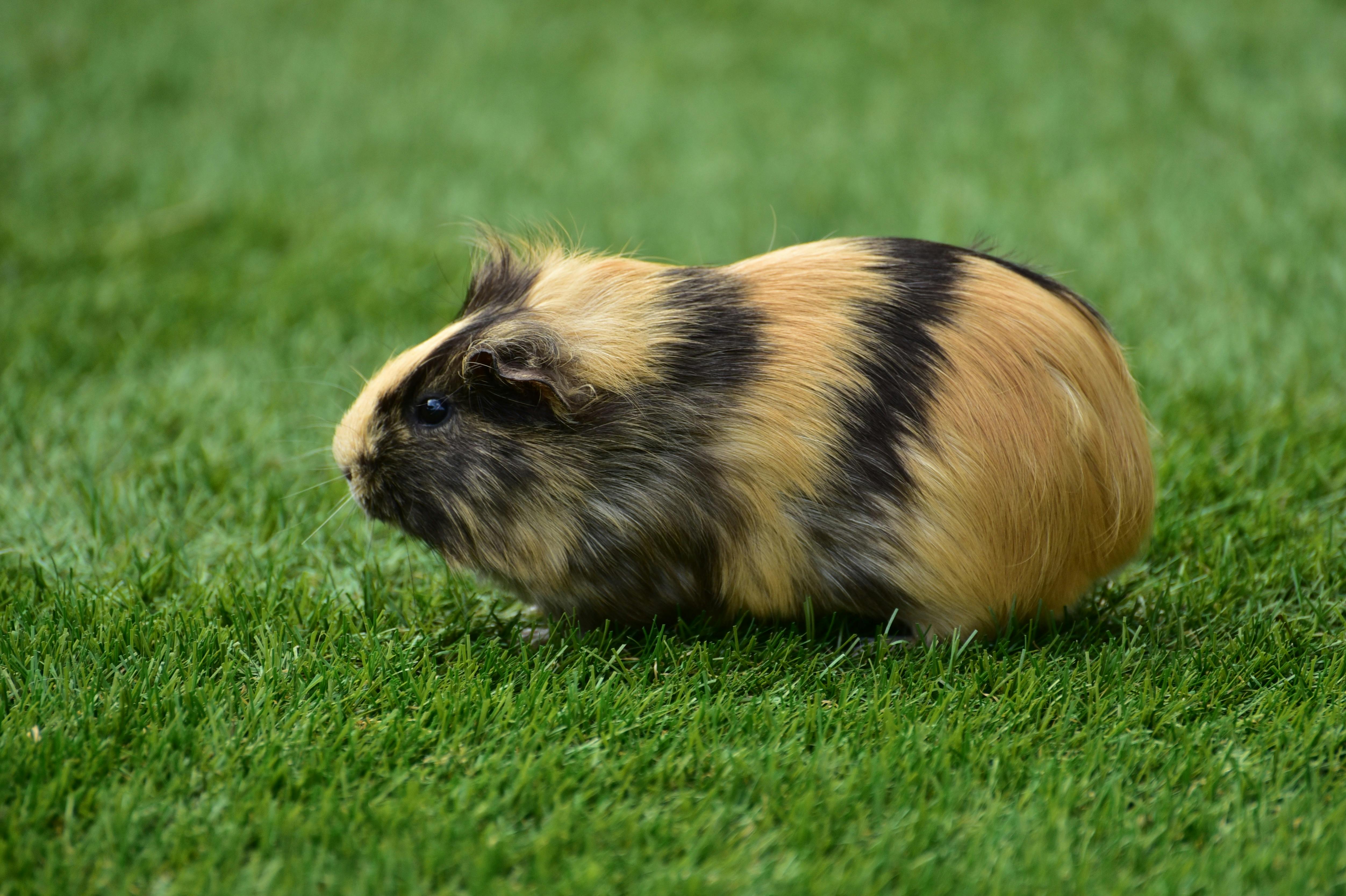 Kostenloses Foto zum Thema cavia porcellus, caviidae, cavy