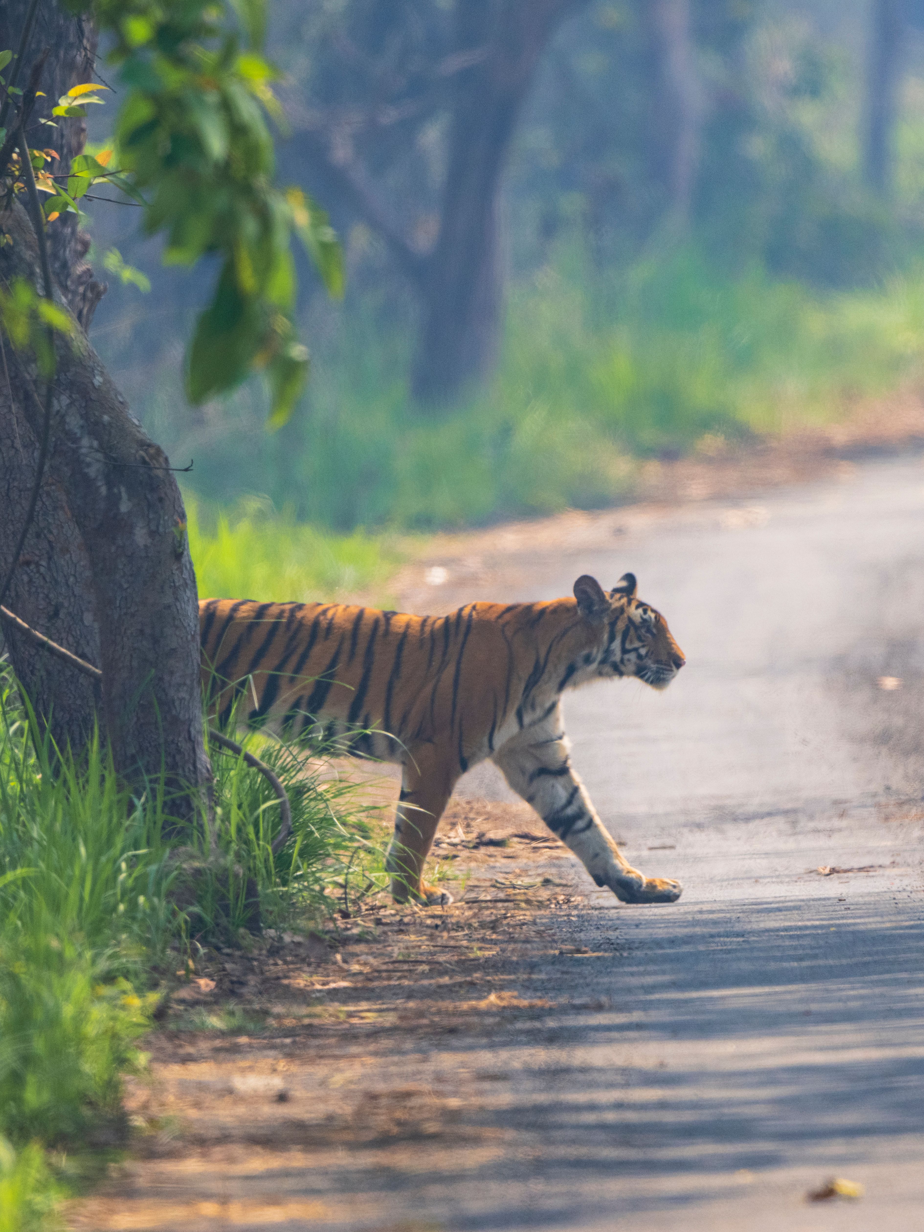 A Bengal tiger gracefully crosses a sunlit forest path, showcasing its majestic stripes and power.