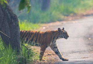 Jim Corbett Jungle Safari Weekend — 2N/3D