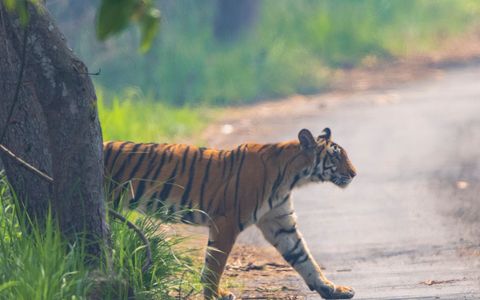 Jim Corbett Jungle Safari Weekend — 2N/3D