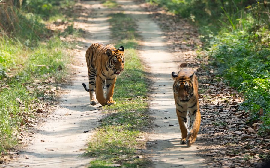 Sundarbans National Park photo 2