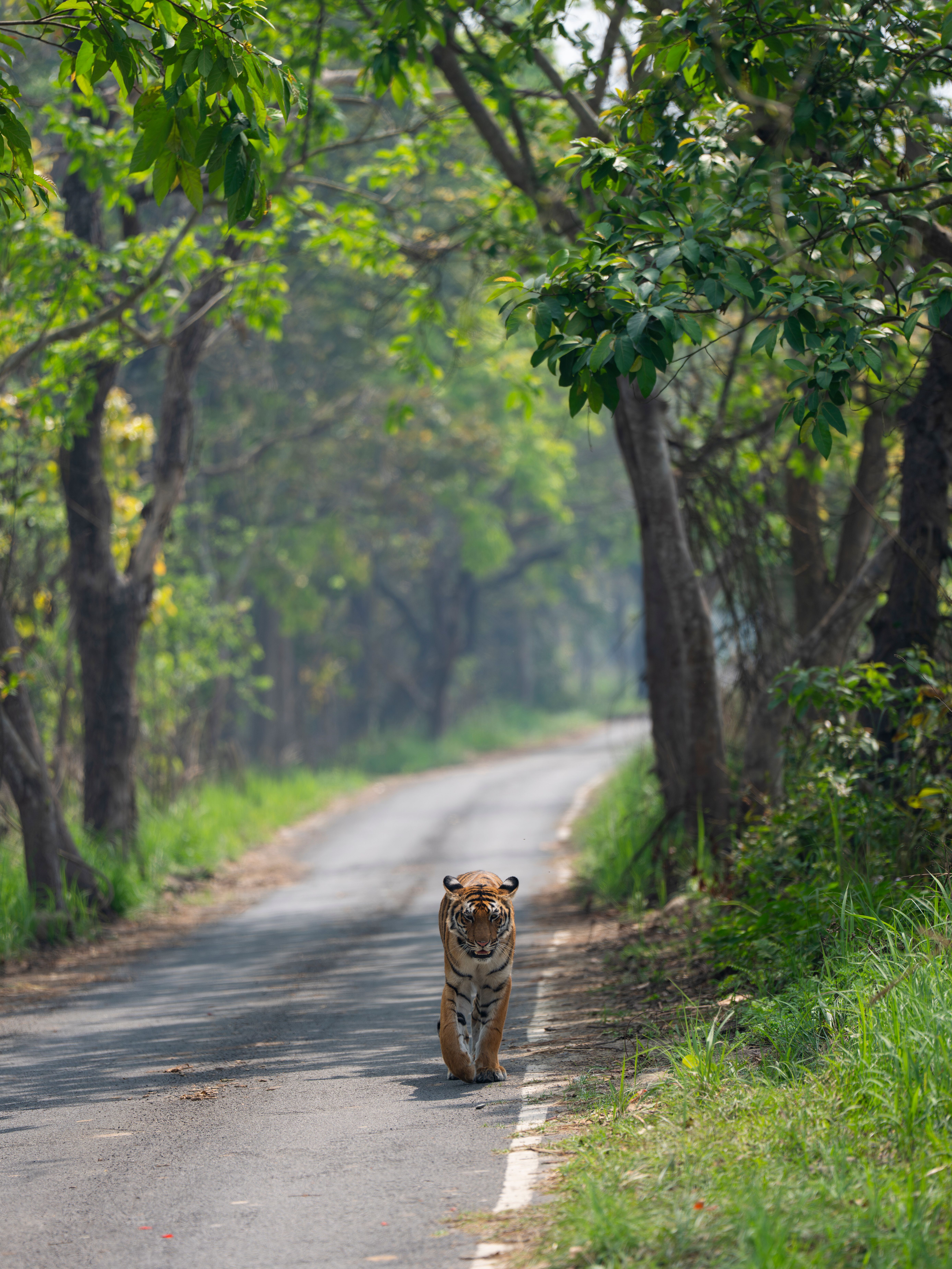Majestic Bengal Tiger Crossing Forest Path · Free Stock Photo