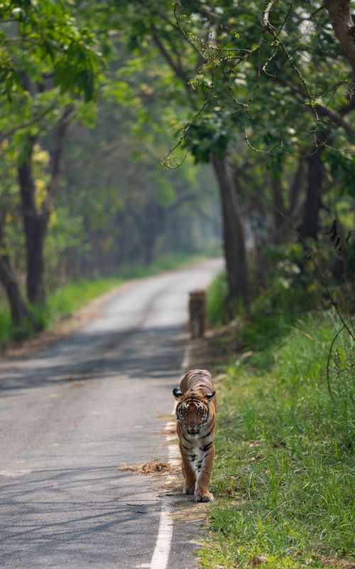 Free A Bengal tiger walks confidently down a deserted forest road surrounded by lush greenery. Stock Photo