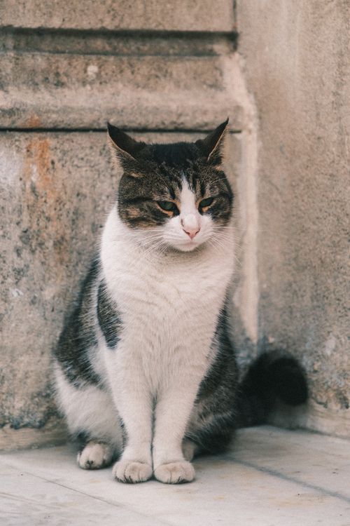 Free A serene domestic cat sits by a rustic stone wall, exuding quiet elegance. Stock Photo