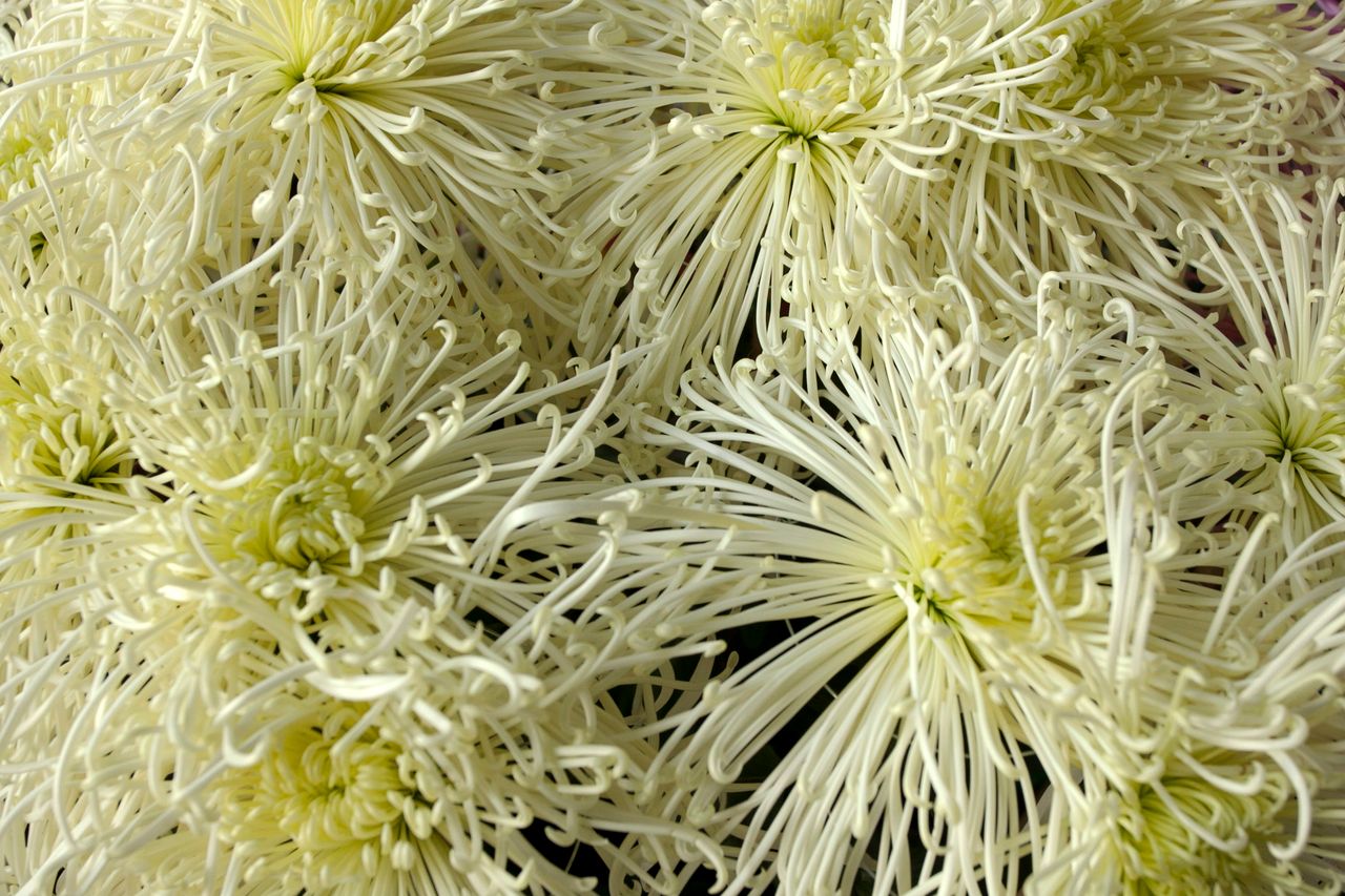 detailed image of blooming white spider chrysanthemums showcasing thei