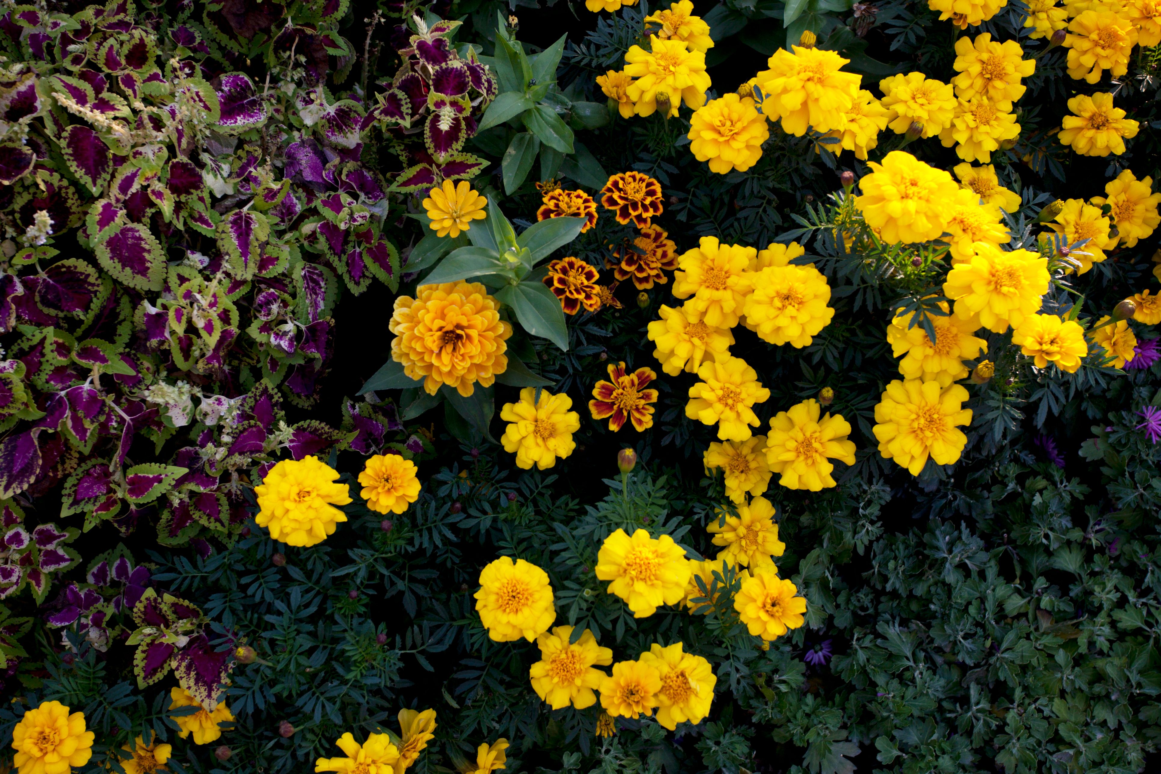 colorful plants, Flowering Varieties That Carry Extra Leaf Appeal