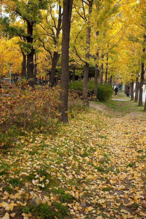 Golden Autumn Pathway in a Park Setting · Free Stock Photo