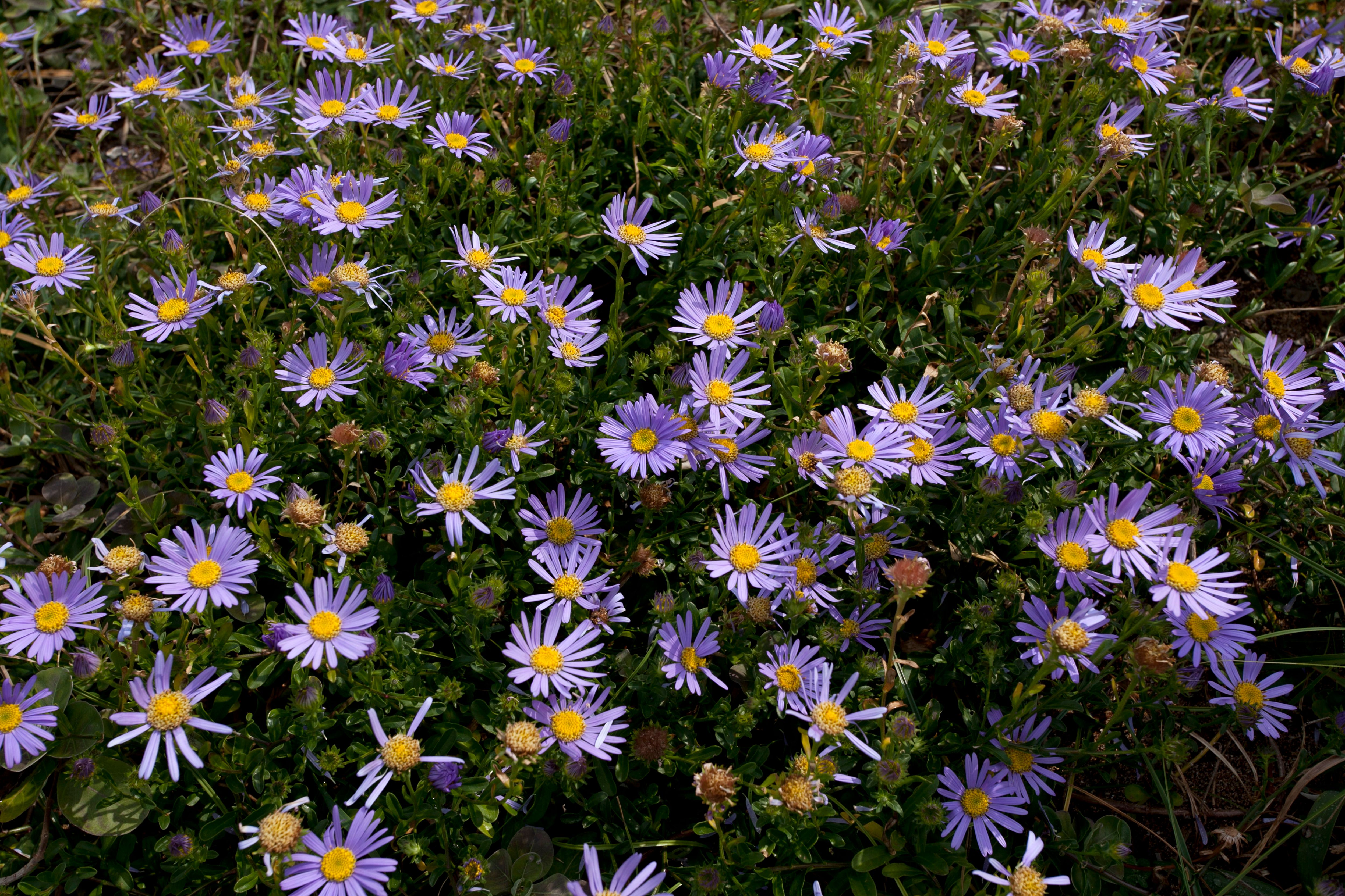 Fleurs D'aster Violettes éclatantes En Pleine Floraison · Photo gratuite