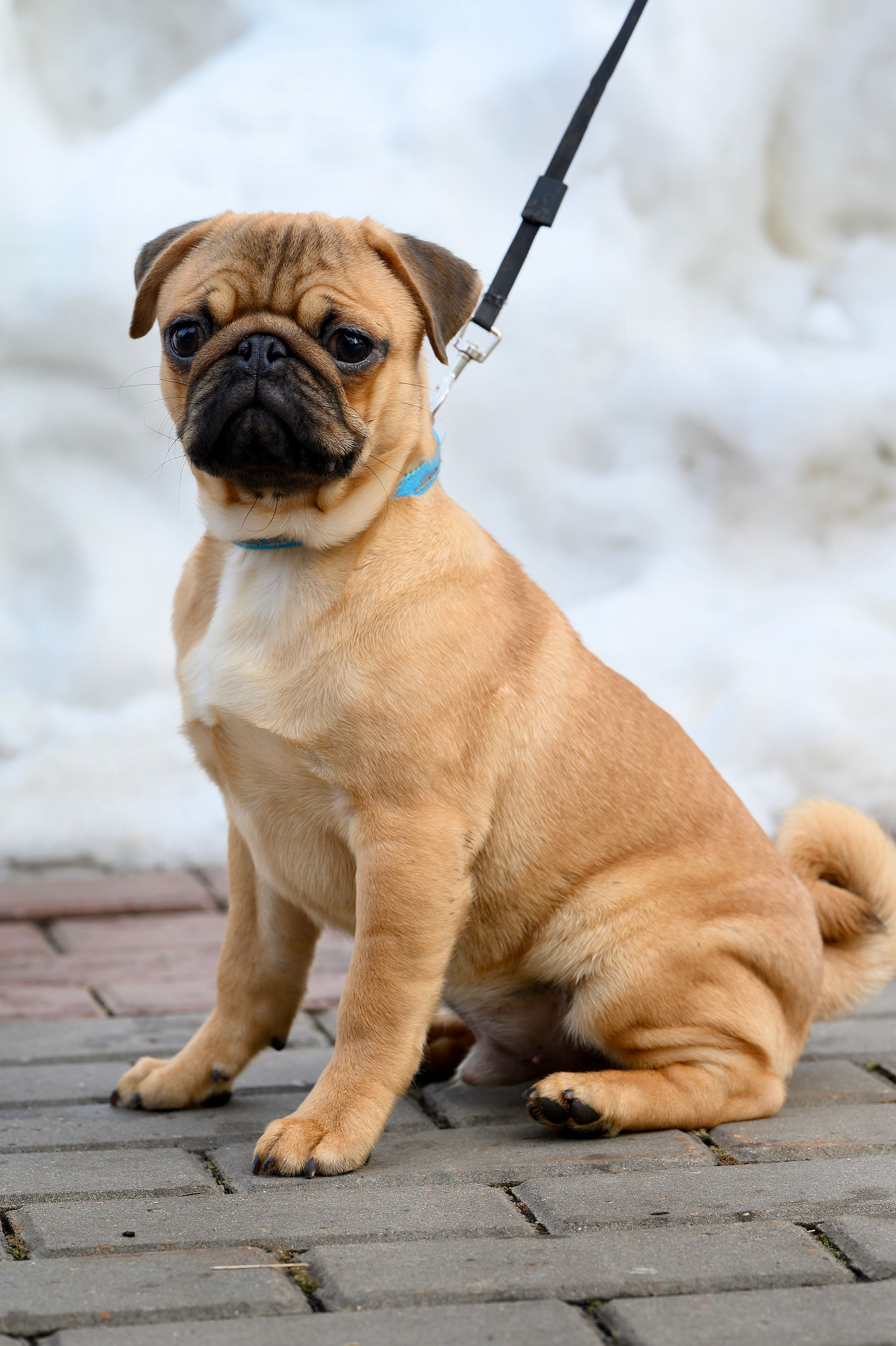 Charming pug dog sitting on a snowy sidewalk in winter.