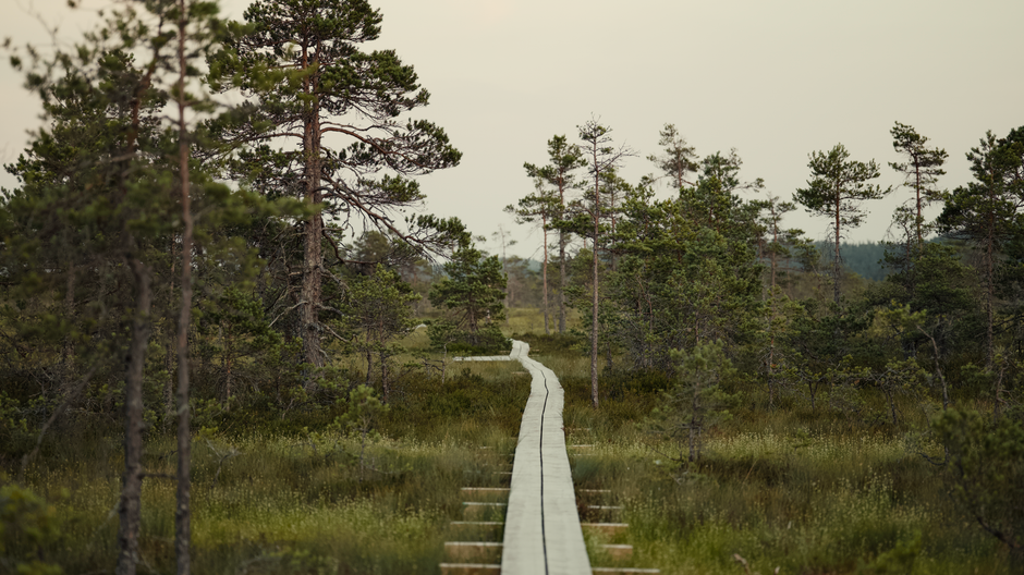 Hikers on a wooden boardwalk through Viru Bog in Estonia