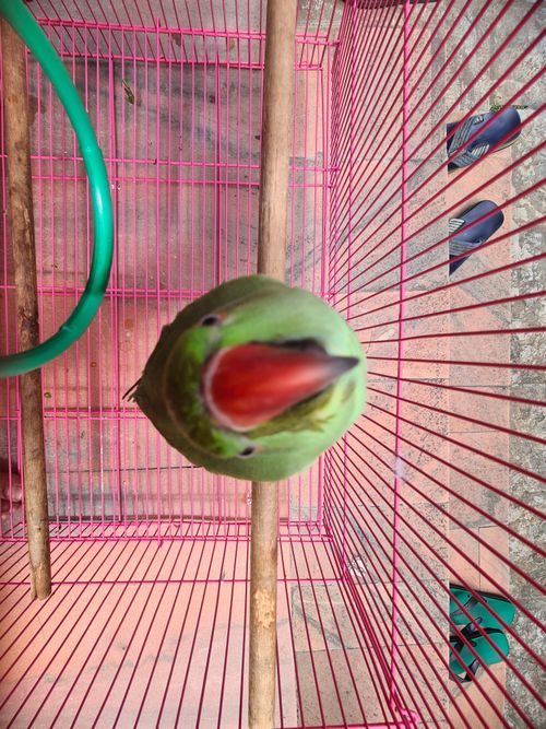 Free stock photo of parrot Stock Photo