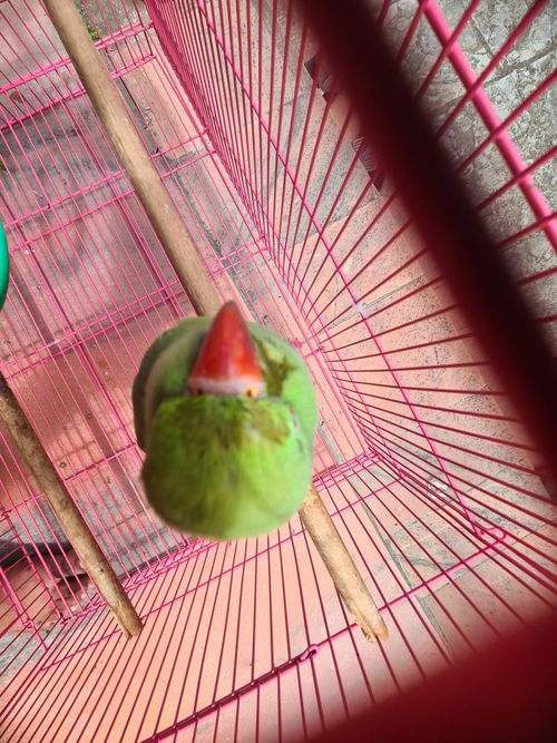 Free stock photo of parrot species Stock Photo