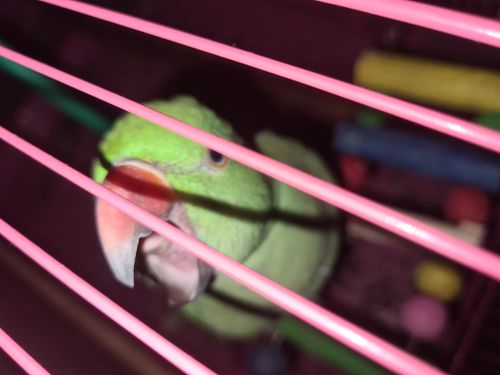Free stock photo of green parrot Stock Photo