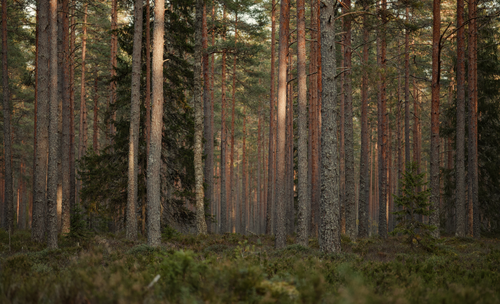 Free A beautiful view of a dense boreal forest with tall pine trunks and lush greenery. Stock Photo