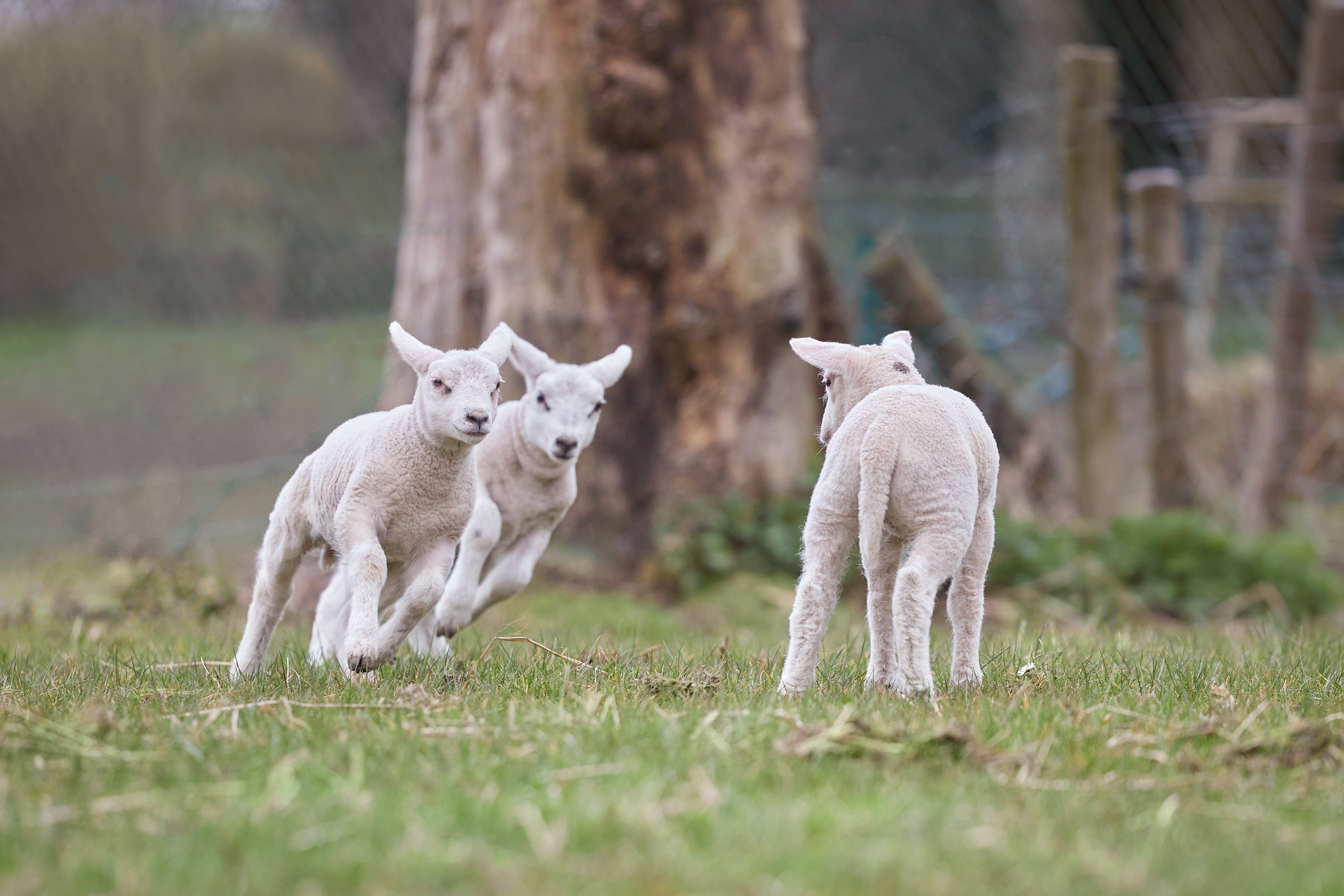 Playful Lambs Frolicking in Spring Pasture · Free Stock Photo