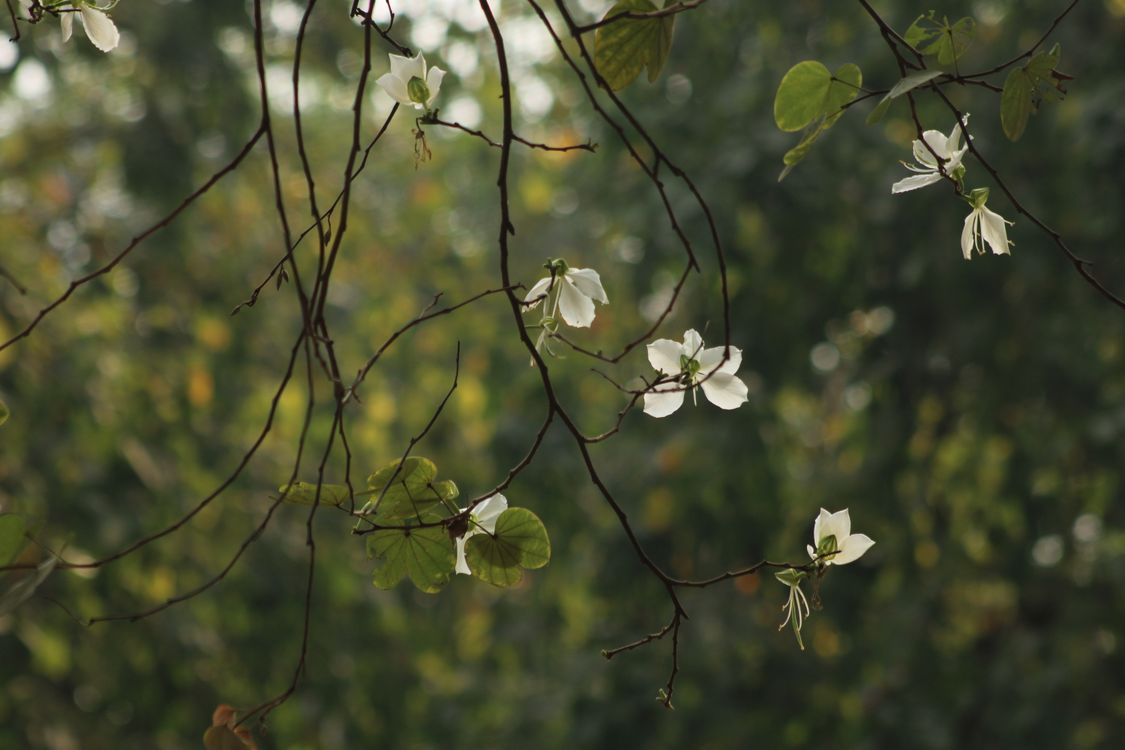 Delicate White Flowers on a Tree Branch · Free Stock Photo
