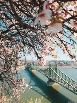 Beautiful spring blossoms framing the iconic Liberty Bridge over the Danube in Budapest.