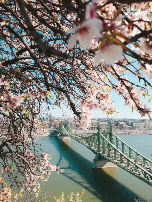 Beautiful spring blossoms framing the iconic Liberty Bridge over the Danube in Budapest.