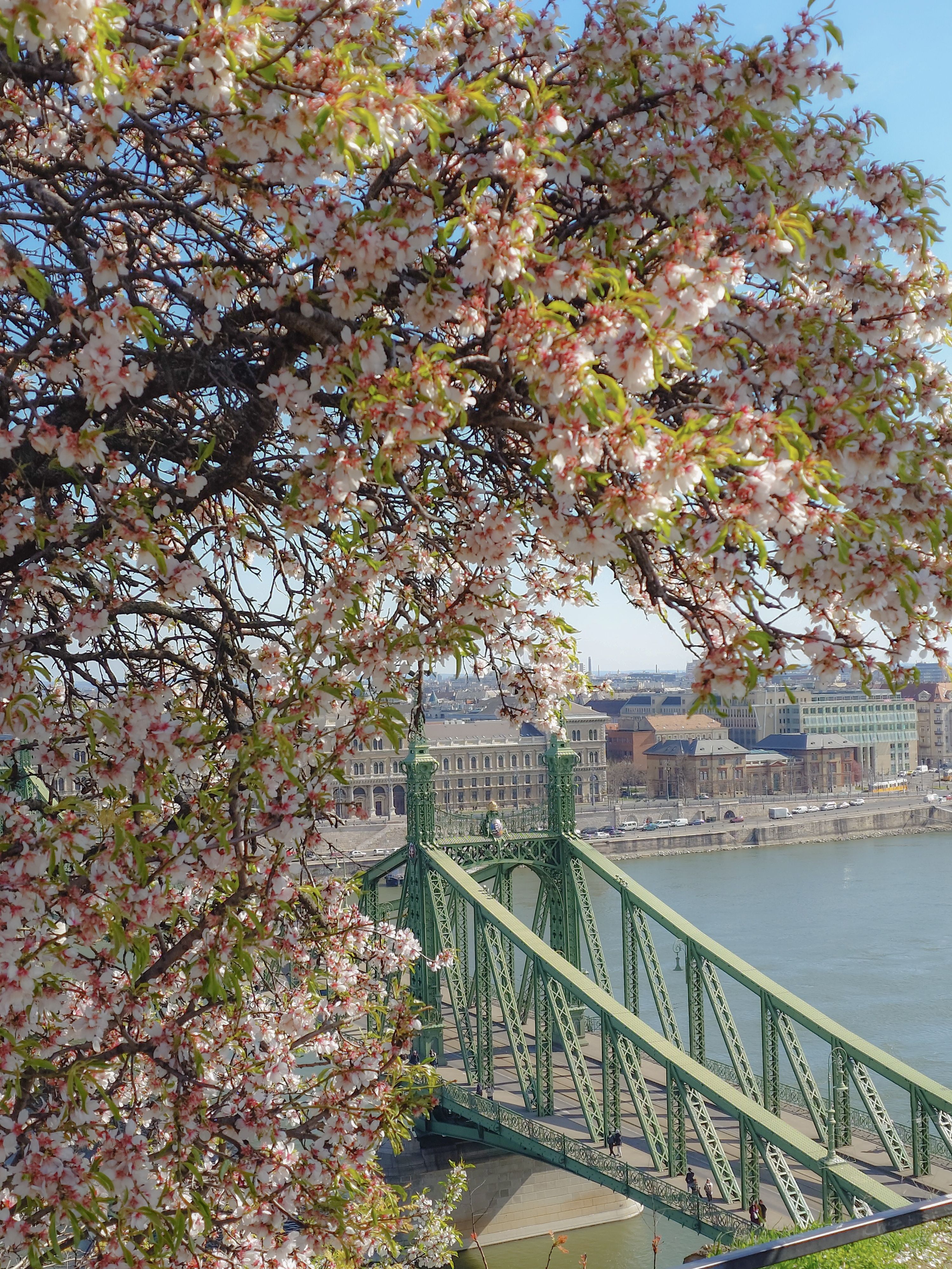Spring Blossoms Over Liberty Bridge in Budapest · Free Stock Photo