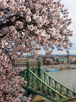 Cherry blossoms frame the iconic Liberty Bridge in Budapest, showcasing spring beauty and architectural charm.