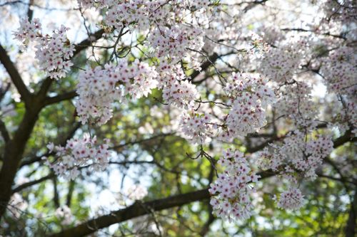 Free Delicate cherry blossoms in full bloom, capturing the essence of early spring. Stock Photo