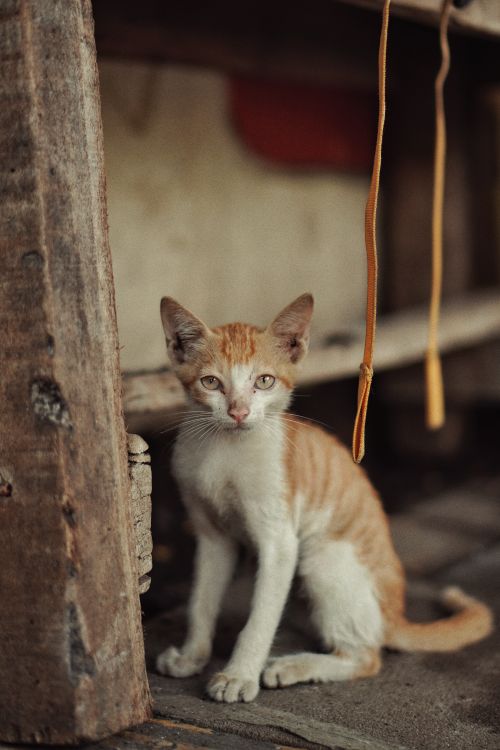 Free A cute ginger tabby kitten sitting by wooden elements in a cozy, rustic indoor setting. Stock Photo