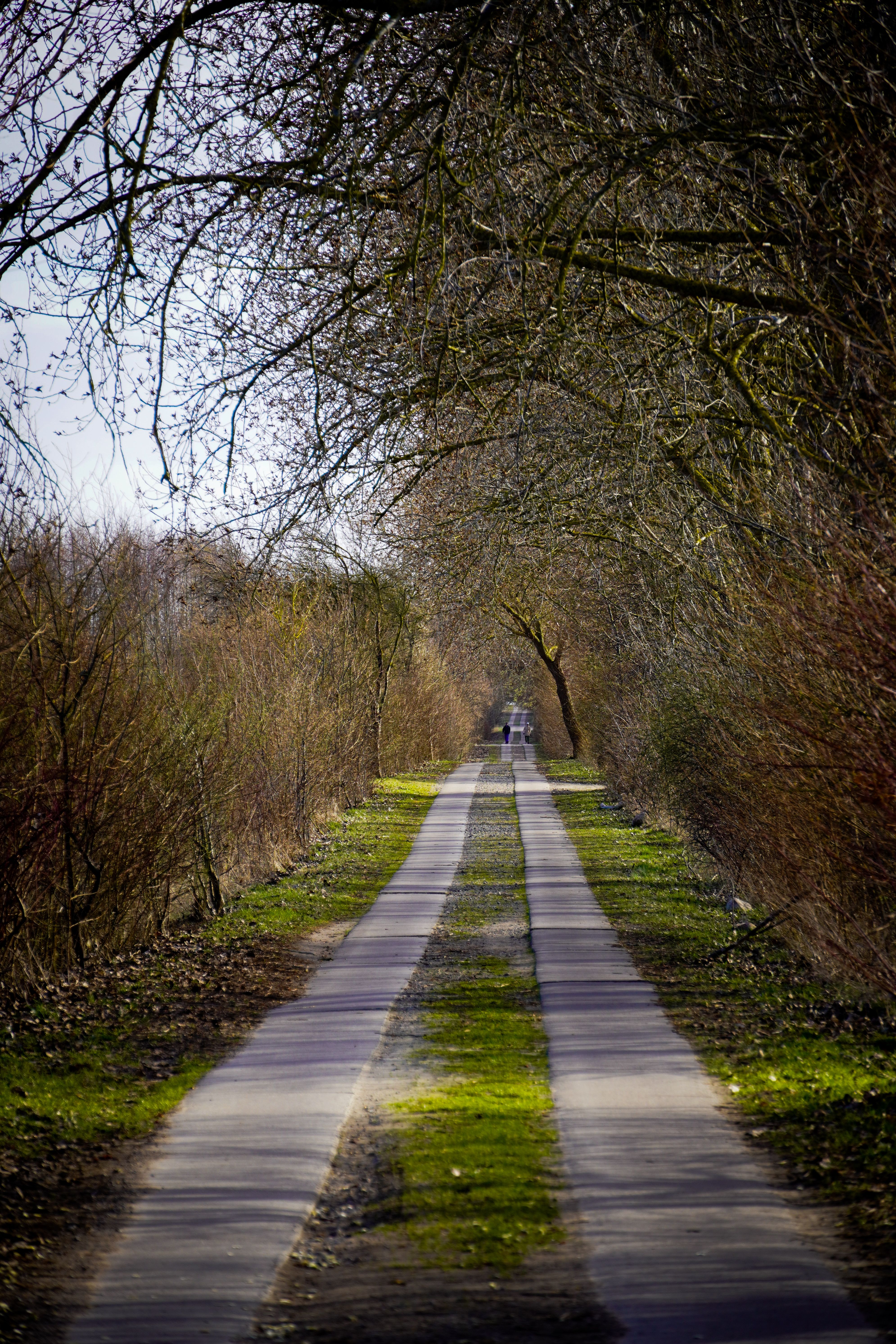 Serene Pathway Lined with Bare Trees in Rostock · Free Stock Photo