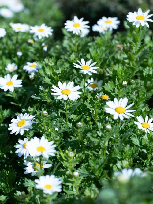 Free A vibrant cluster of daisies basking in sunlight, symbolizing freshness and nature. Stock Photo