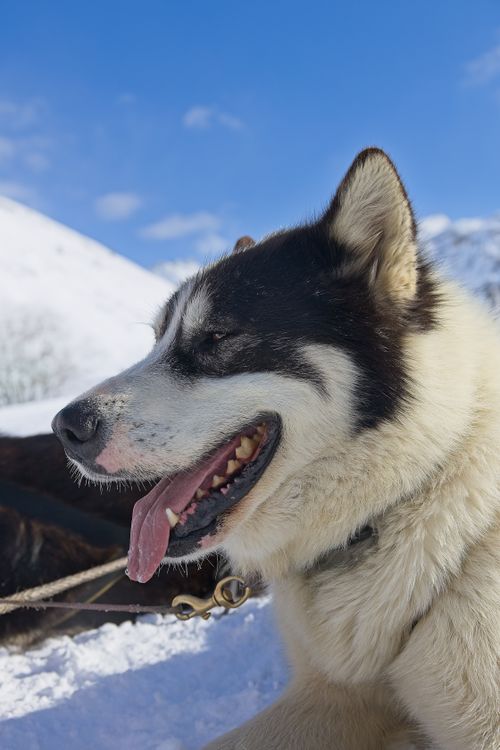 Free Close-up of a Siberian Husky in the snowy mountains of Tignes, France. Stock Photo