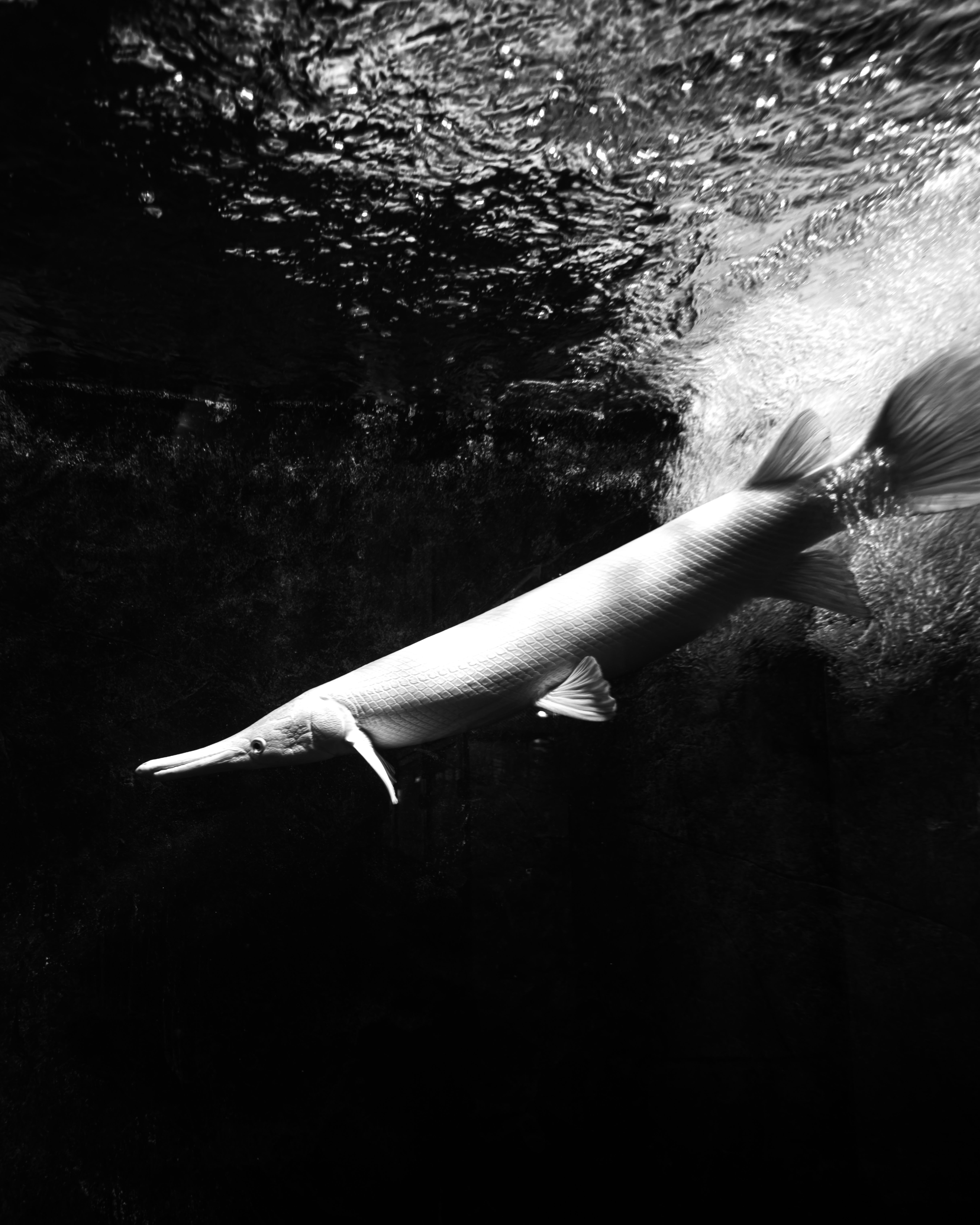 Black and white photo of an alligator gar swimming dynamically through water.