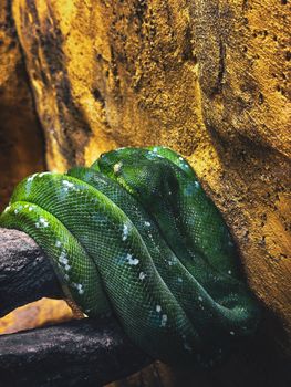 pythons photo
