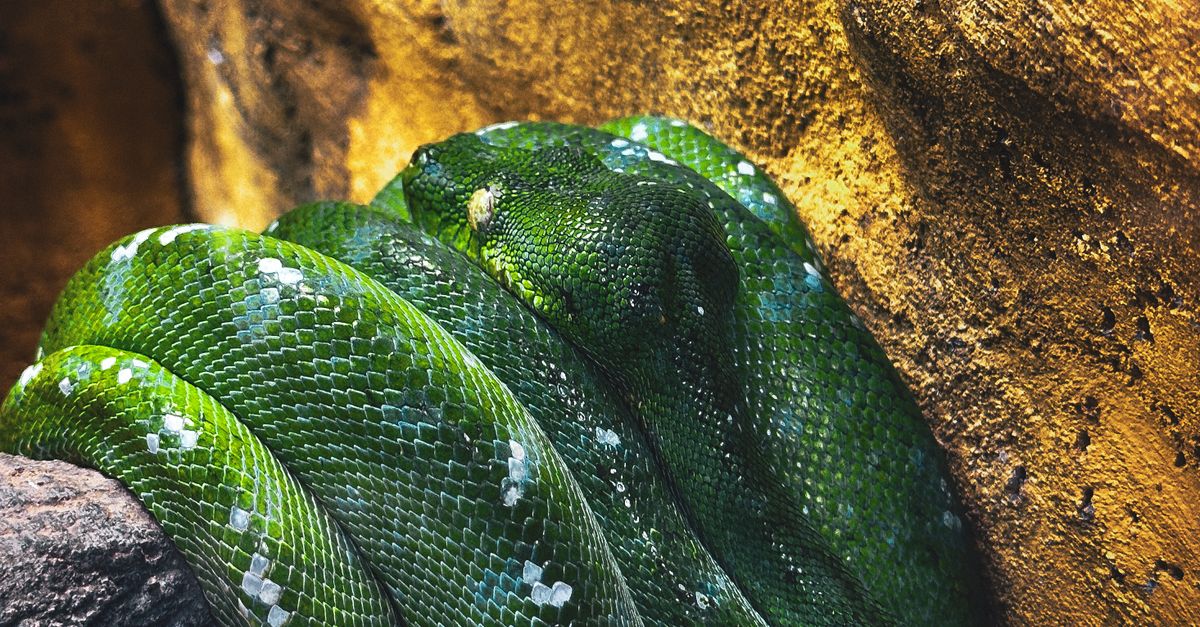 Python In Habitat Close-up of Green Tree Python in Natural Habitat · Free Stock Photo