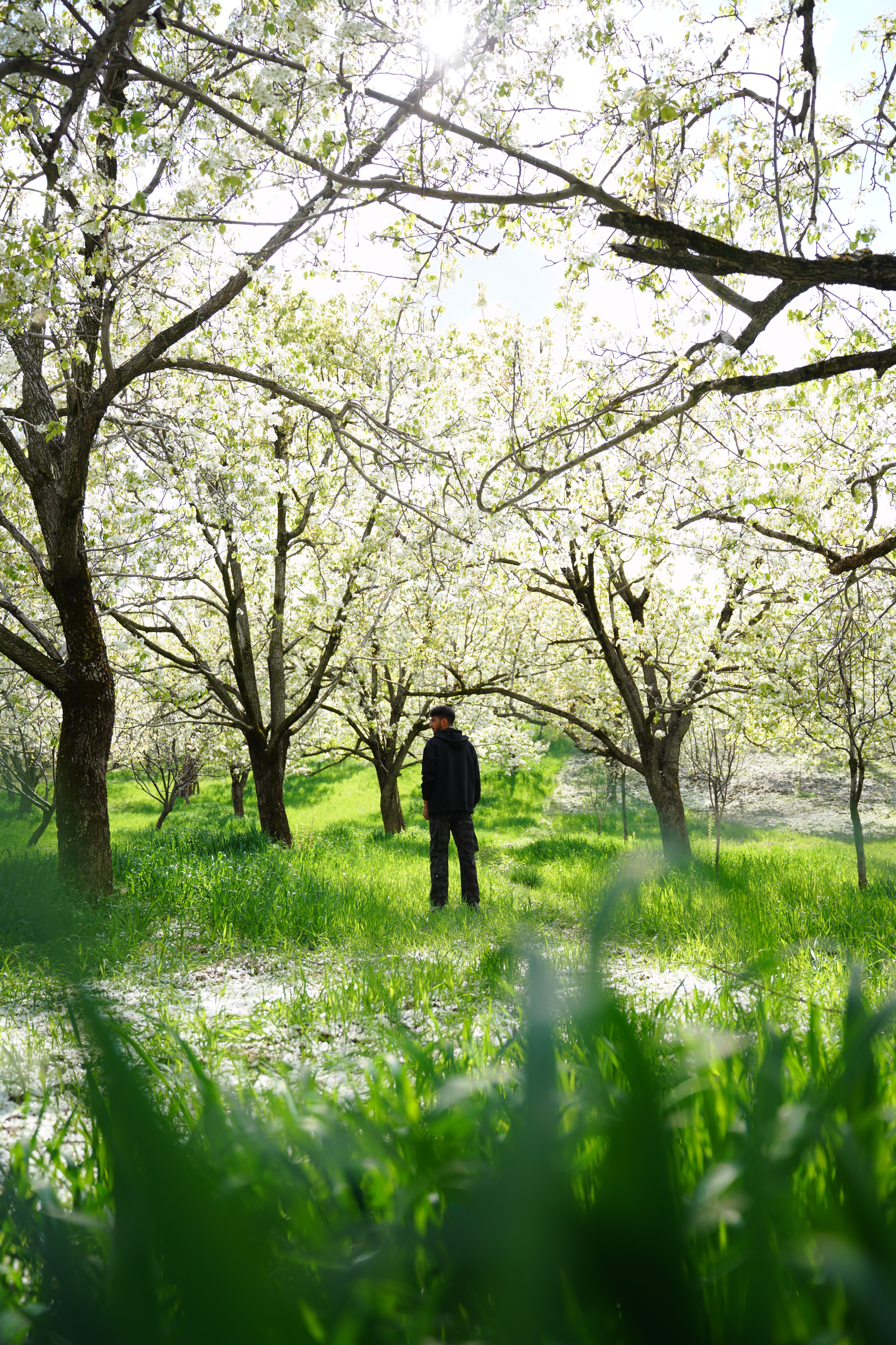 A person stands in a sunlit, blooming orchard with vibrant green grass and flowering trees.