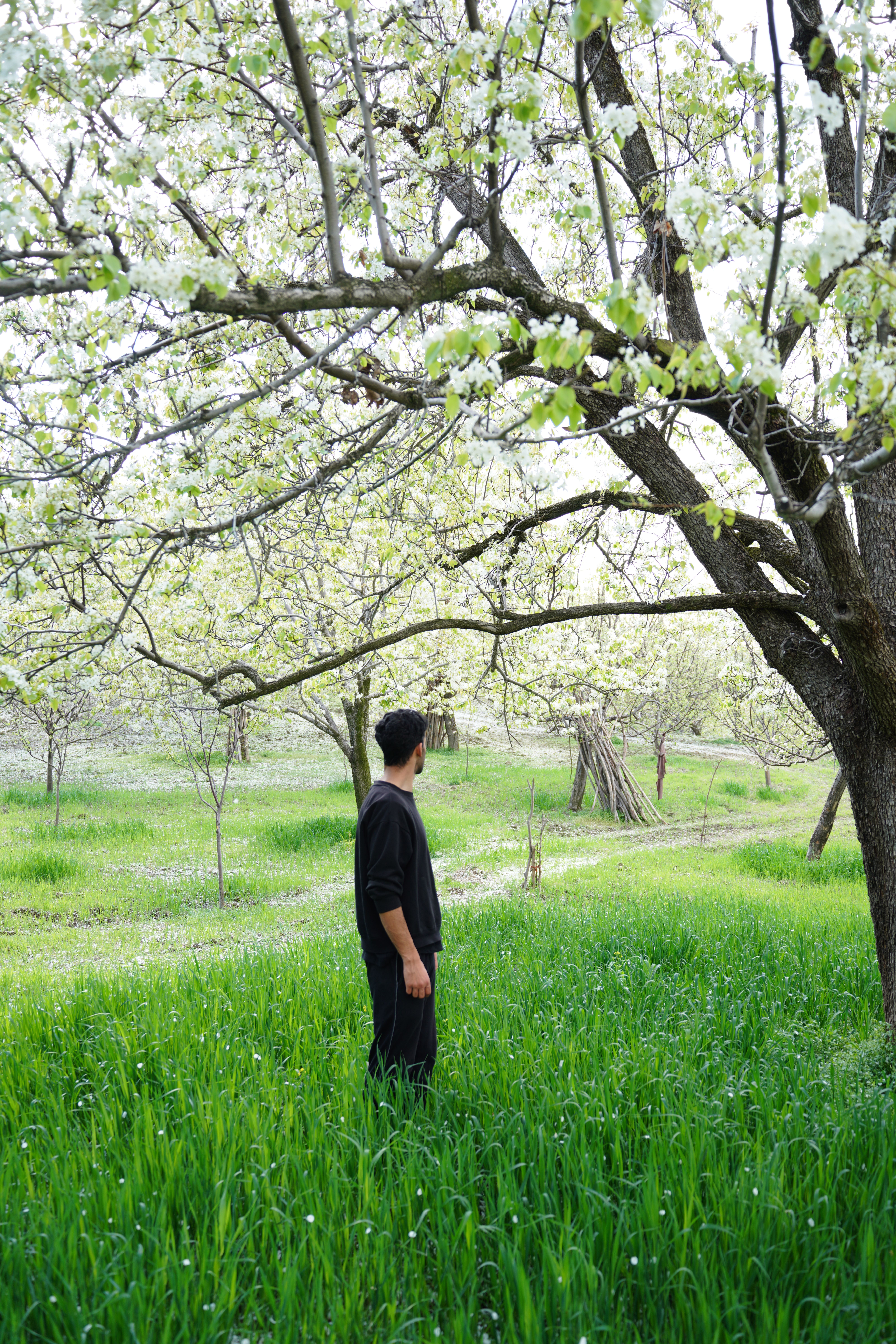Man in Blossoming Orchard During Spring · Free Stock Photo