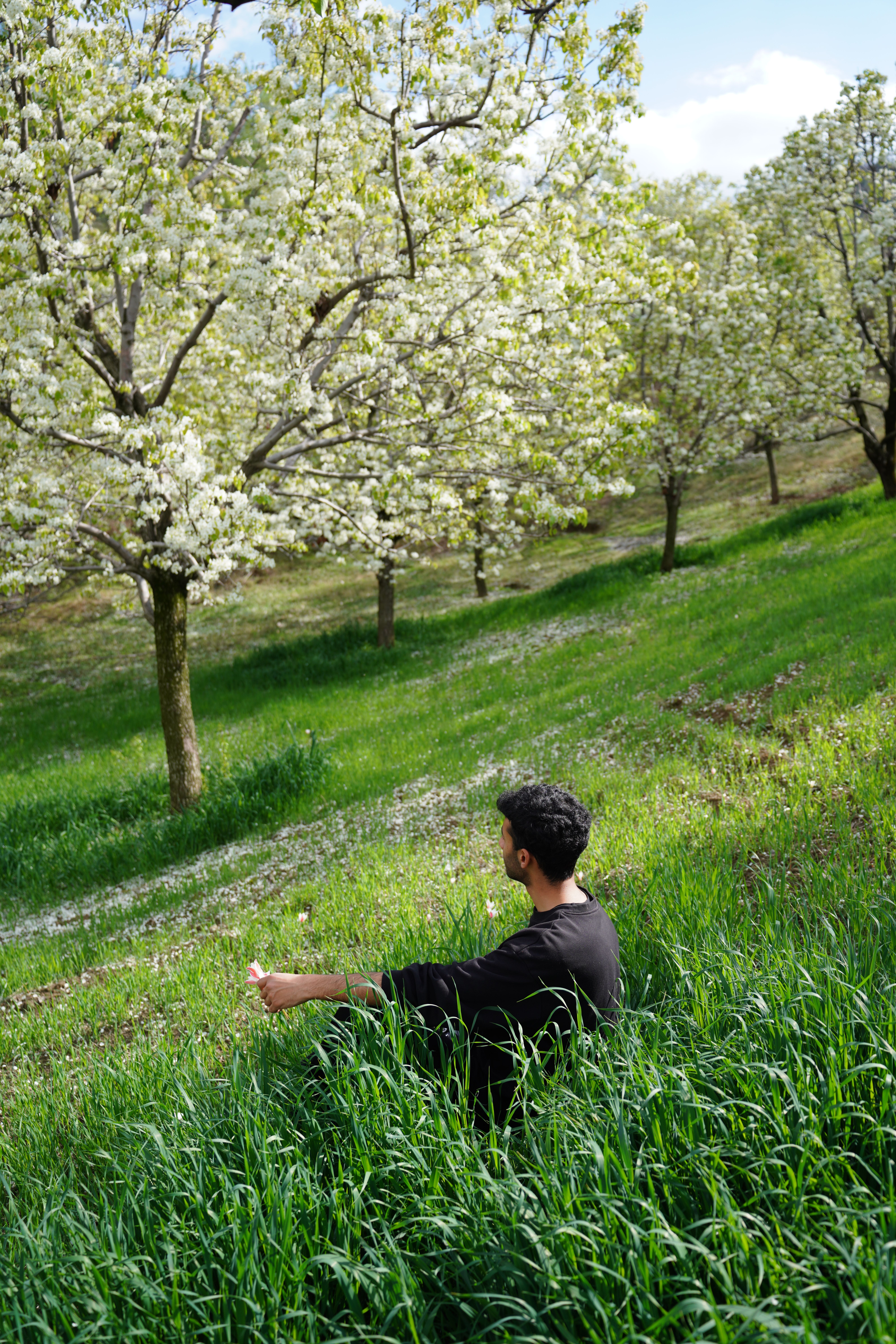 Person relaxing in a lush green field surrounded by blossoming trees on a sunny spring day.