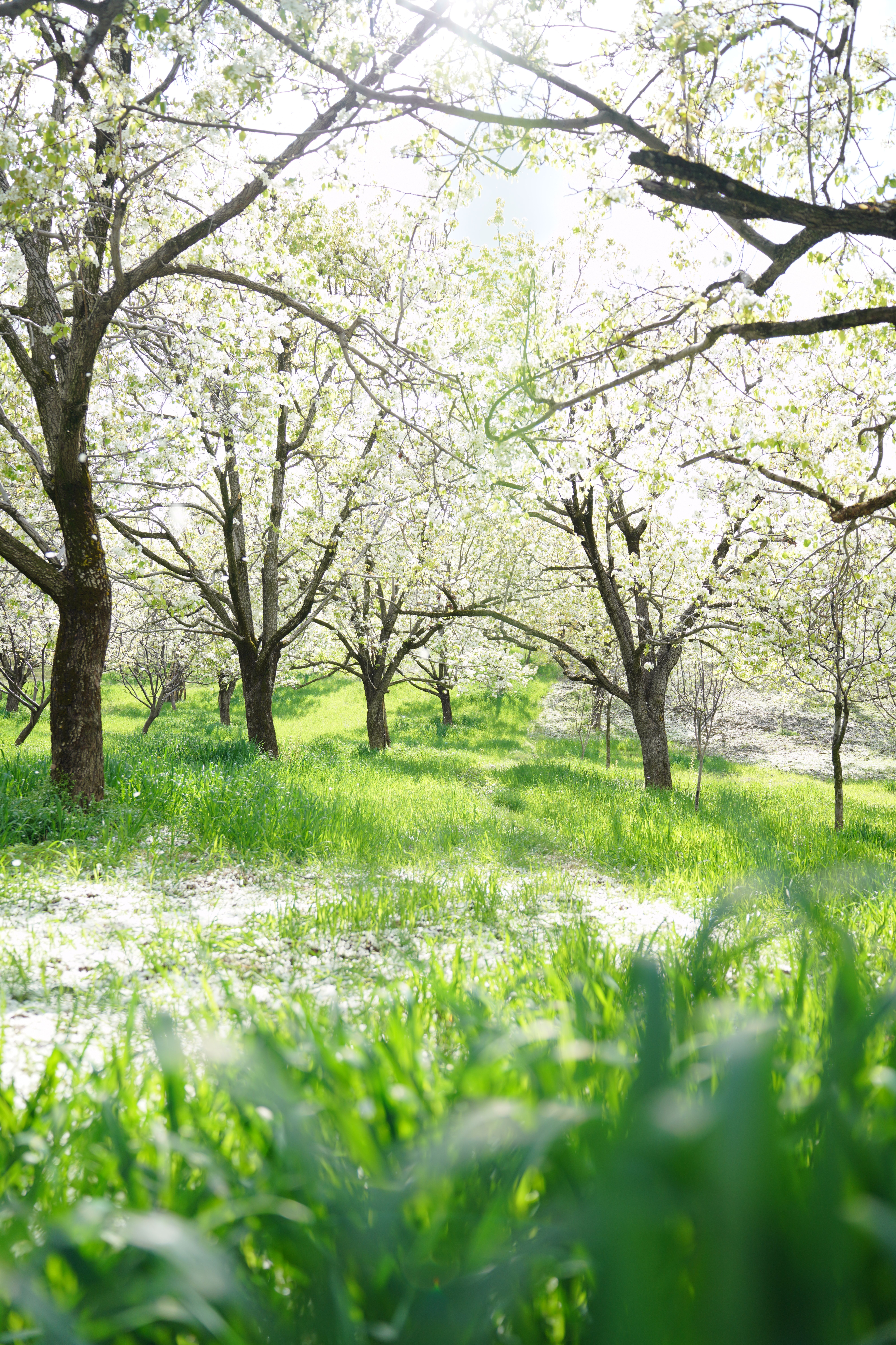 Serene Spring Orchard with Blooming Trees · Free Stock Photo