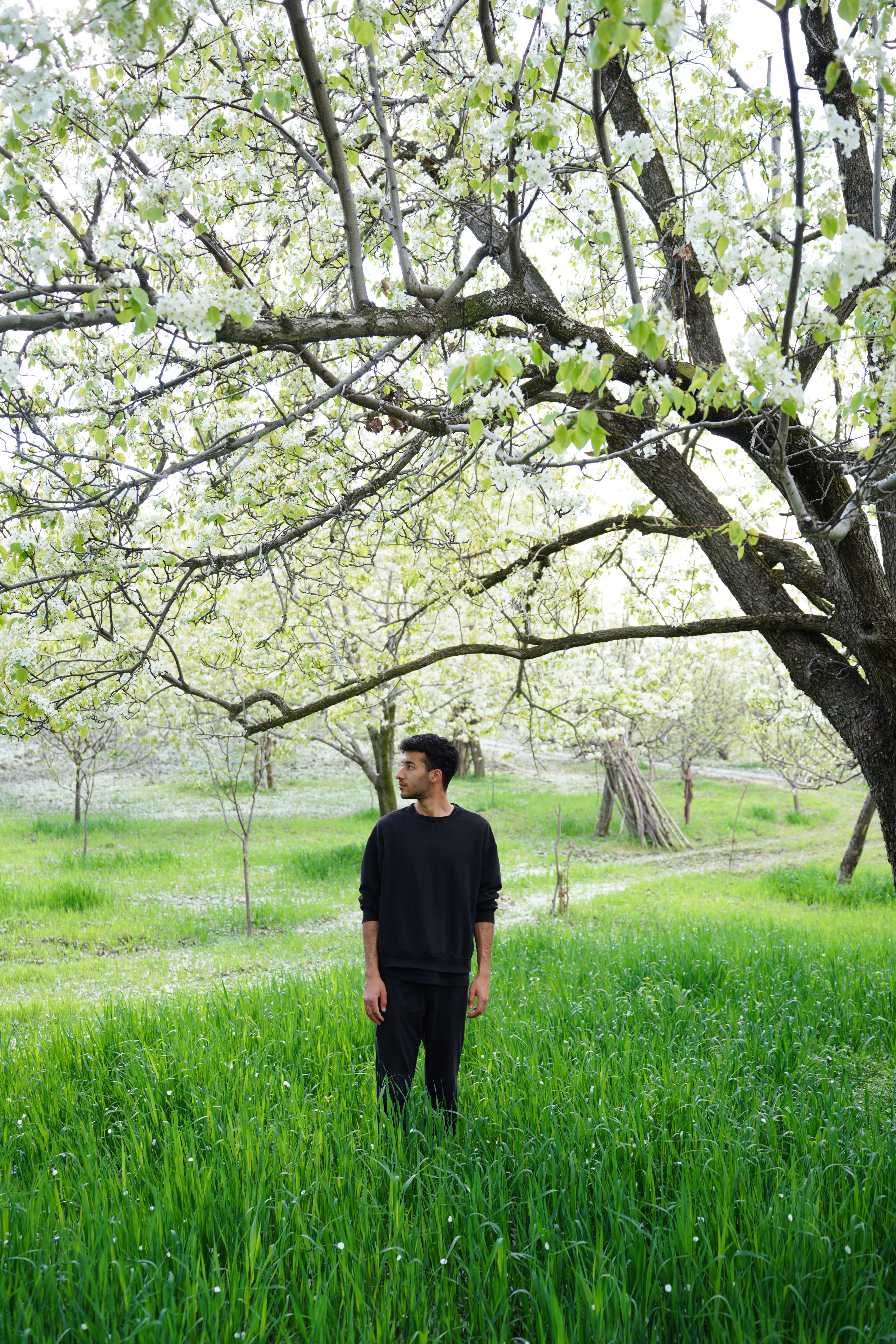A man stands in a lush green spring orchard under a blooming tree, capturing the essence of nature.
