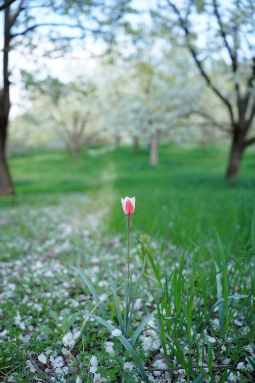 Free A lone tulip blooms amidst lush greenery in a springtime orchard setting. Captures serenity. Stock Photo