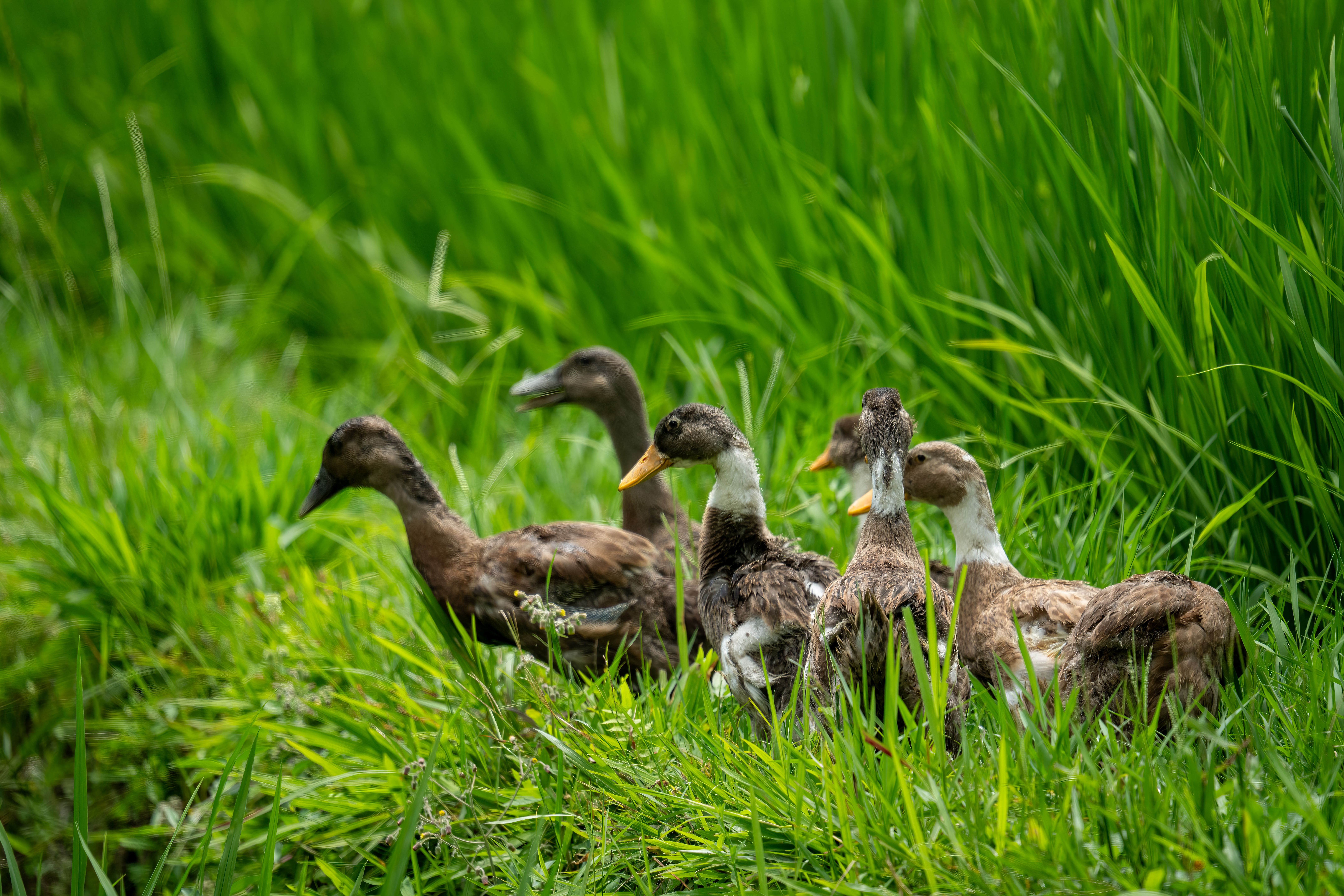 Ducks in Lush Green Rice Field, Bali Landscape · Free Stock Photo