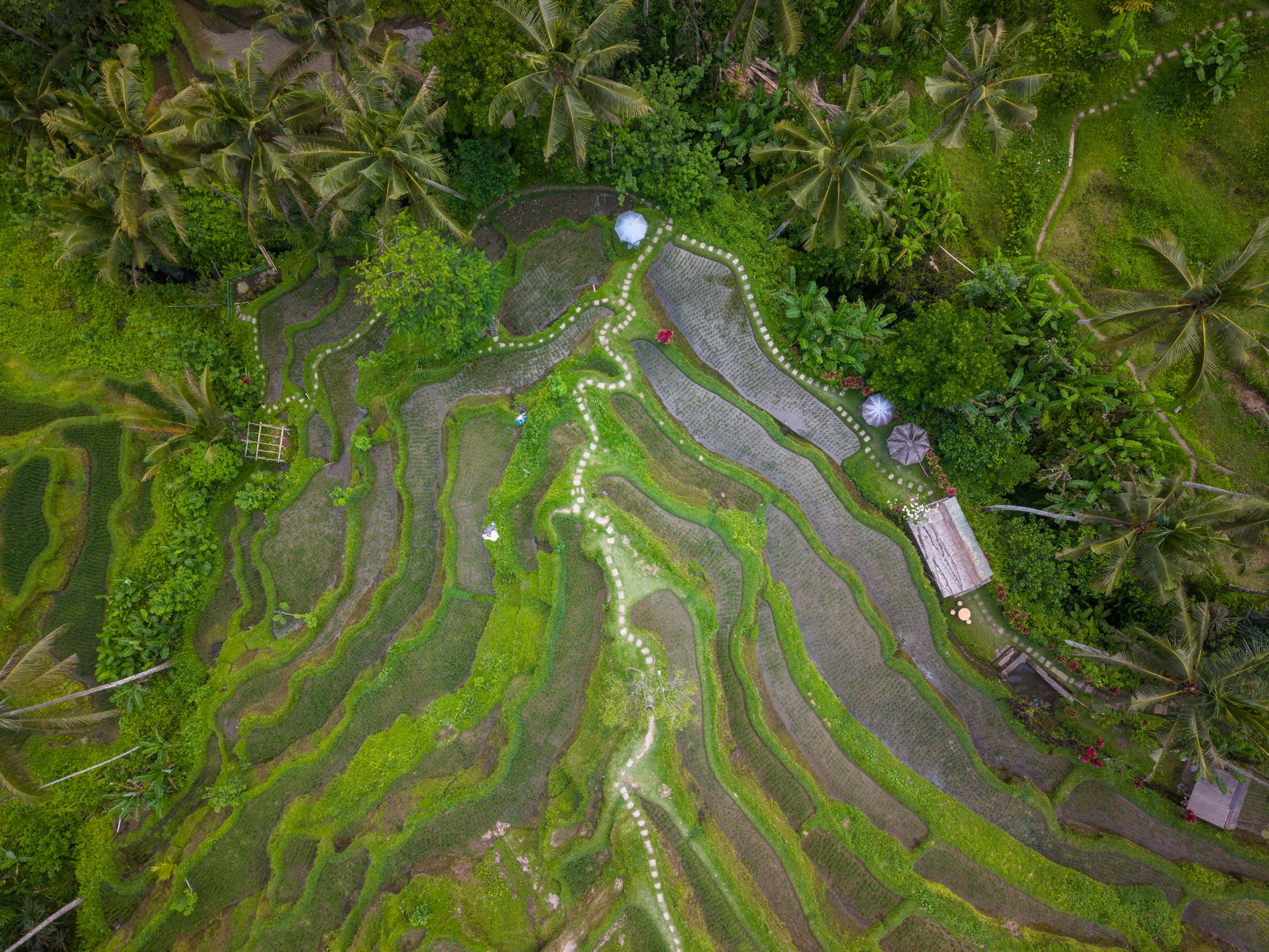 Ubud Bali