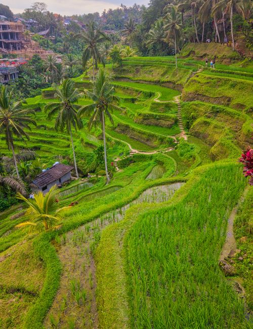 Ubud